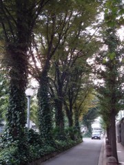 いちょうの木