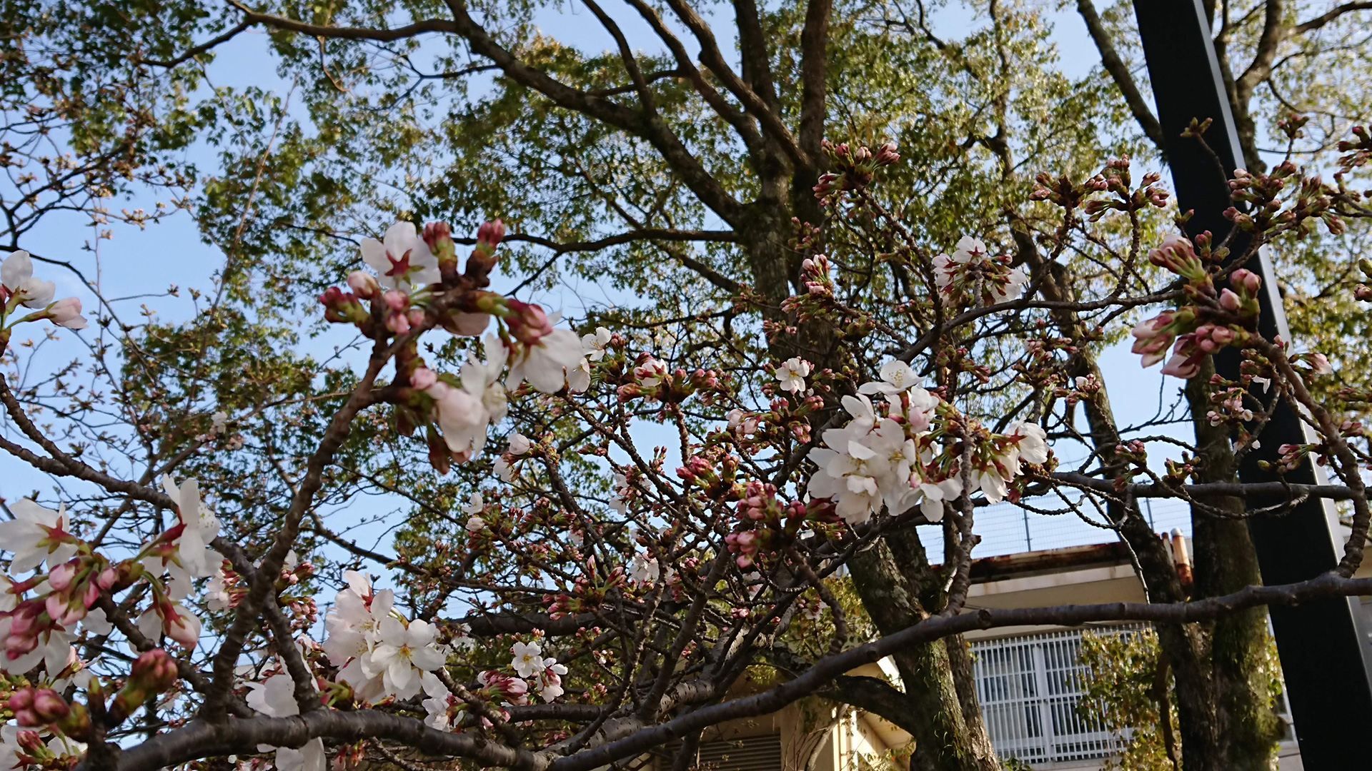 dDSCPDC_0001_BURST20190321161527196